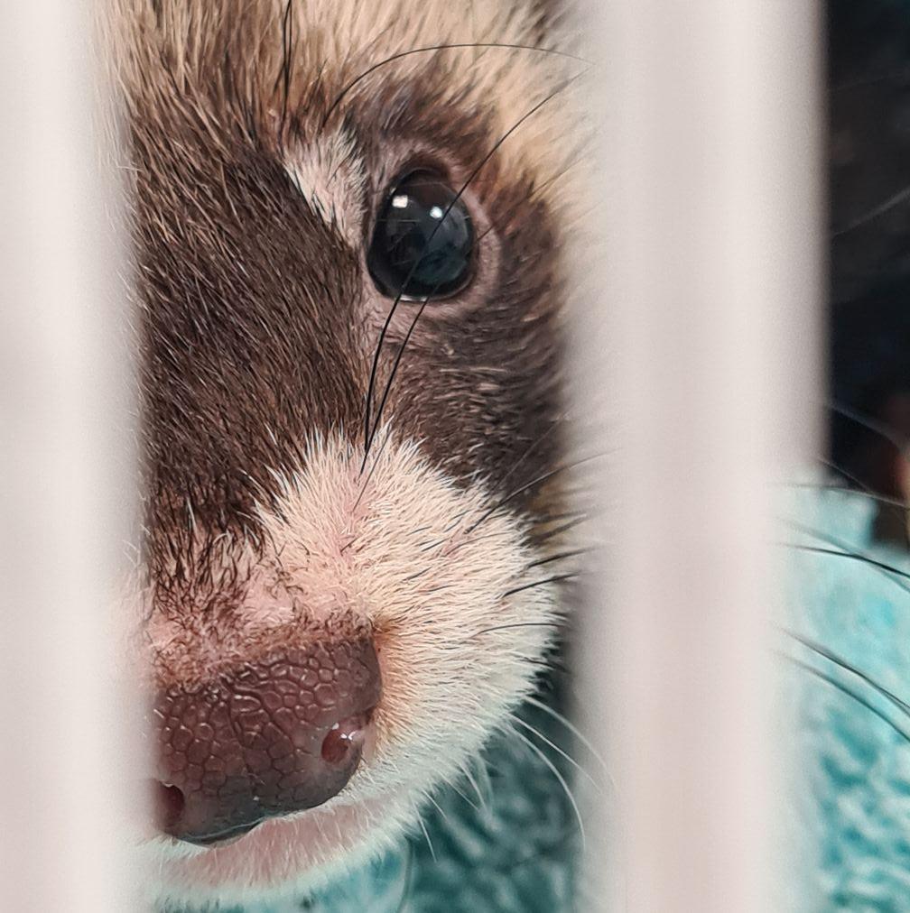 Wiltshire Wildlife Hospital... - Wiltshire Wildlife Hospital