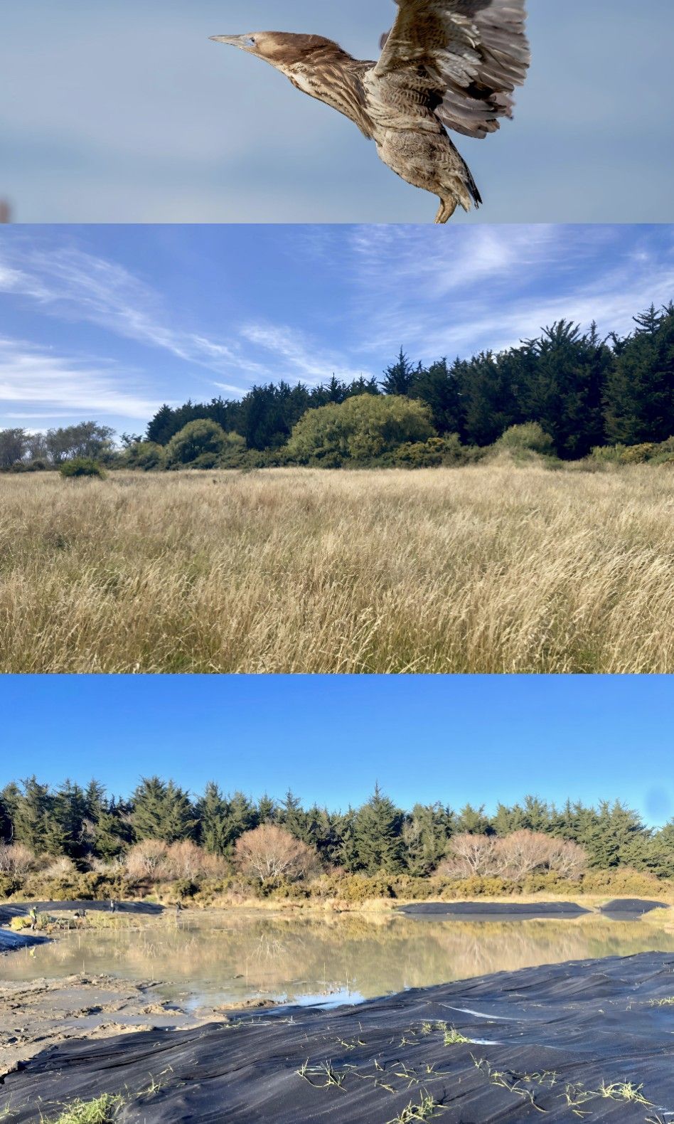 Deon - An incredible wetland restoration project is in full swing at Te ...