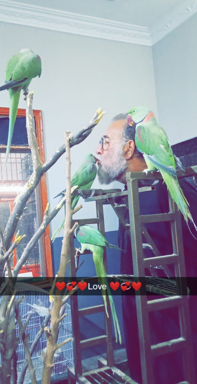 baba birds shop | Facebook