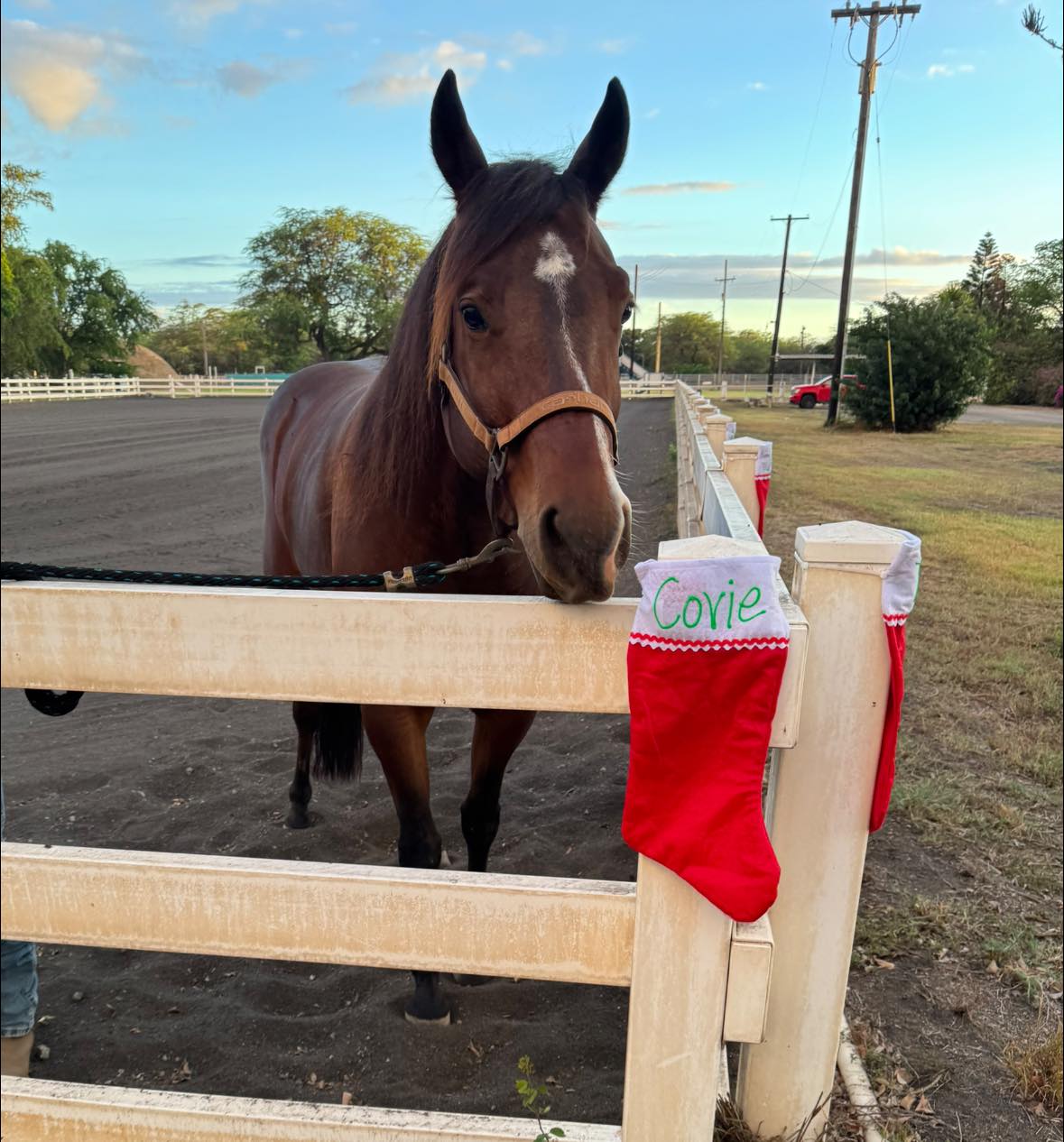 Barbers Point Stables