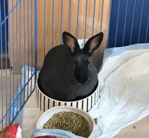 Indiana House Rabbit... - Indiana House Rabbit Society
