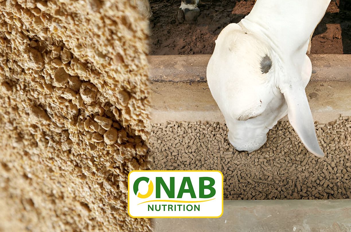 Le tourteau de soja est l’un des... - Onab Nutrition spa | Facebook