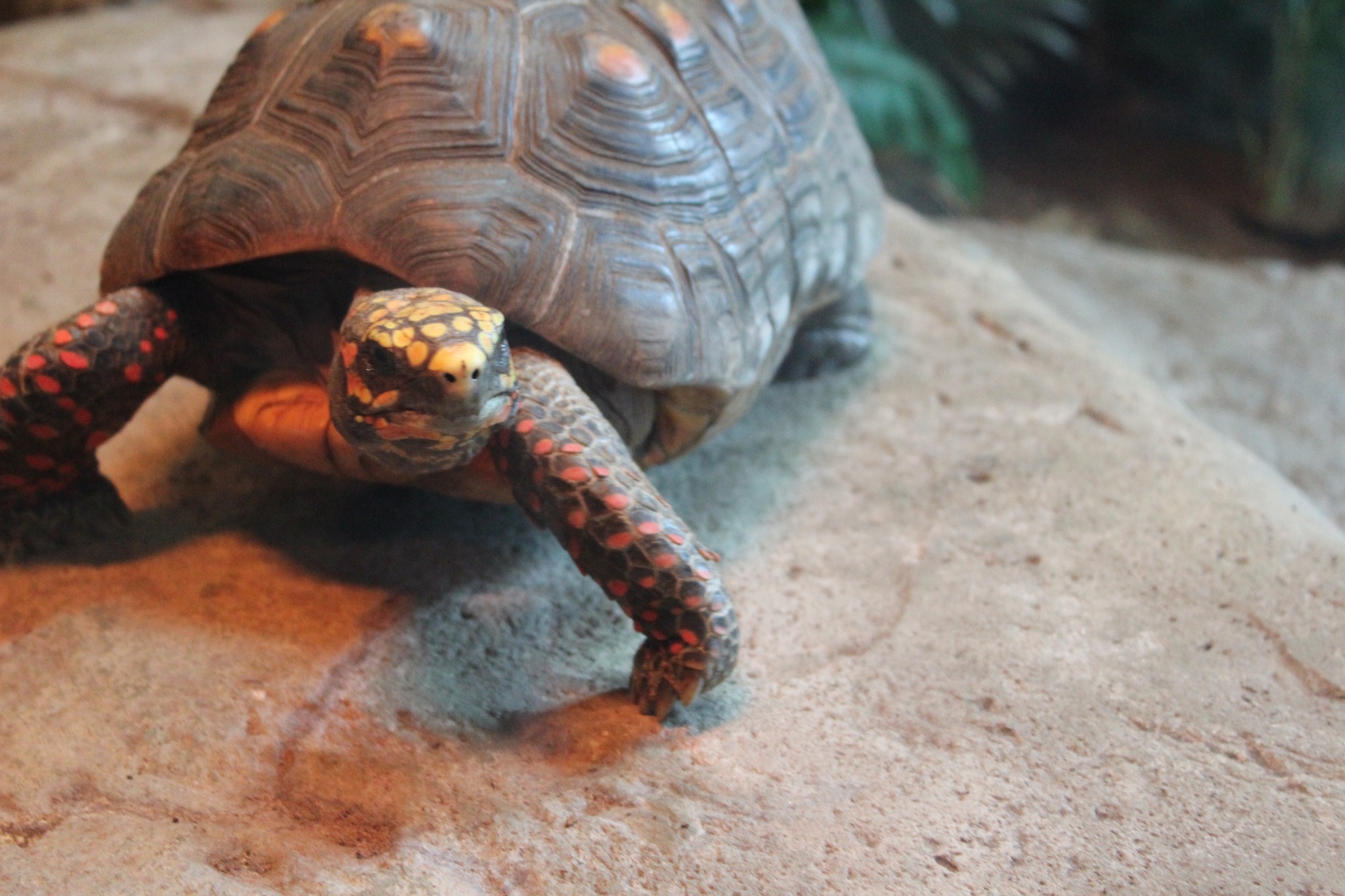 Exploris Aquarium added a new photo. - Exploris Aquarium
