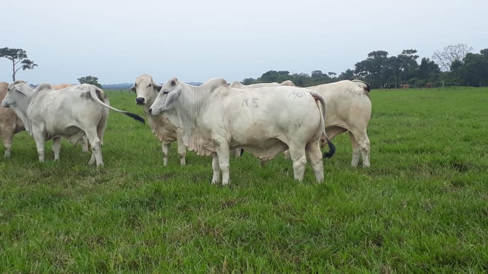 Carnes El Botalon