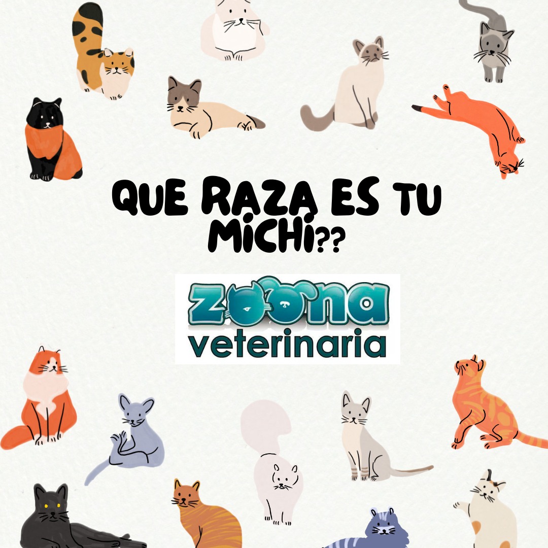 Sabias que igual que los perros... - ZOONA VETERINARIA