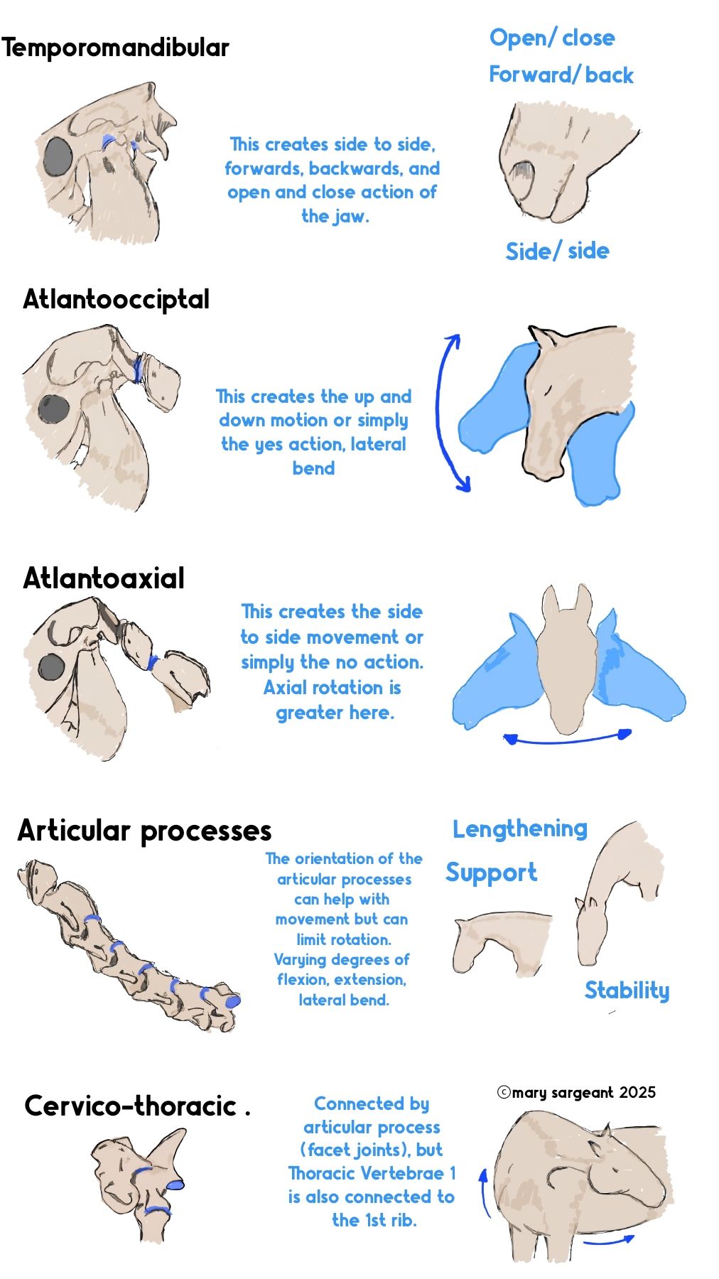 Equine - Easy way to remember how the joints work in the neck How i ...