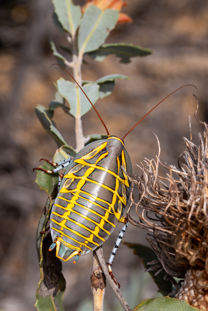 Species of the Week – Mitchell's Diurnal Cockroach (Polyzosteria