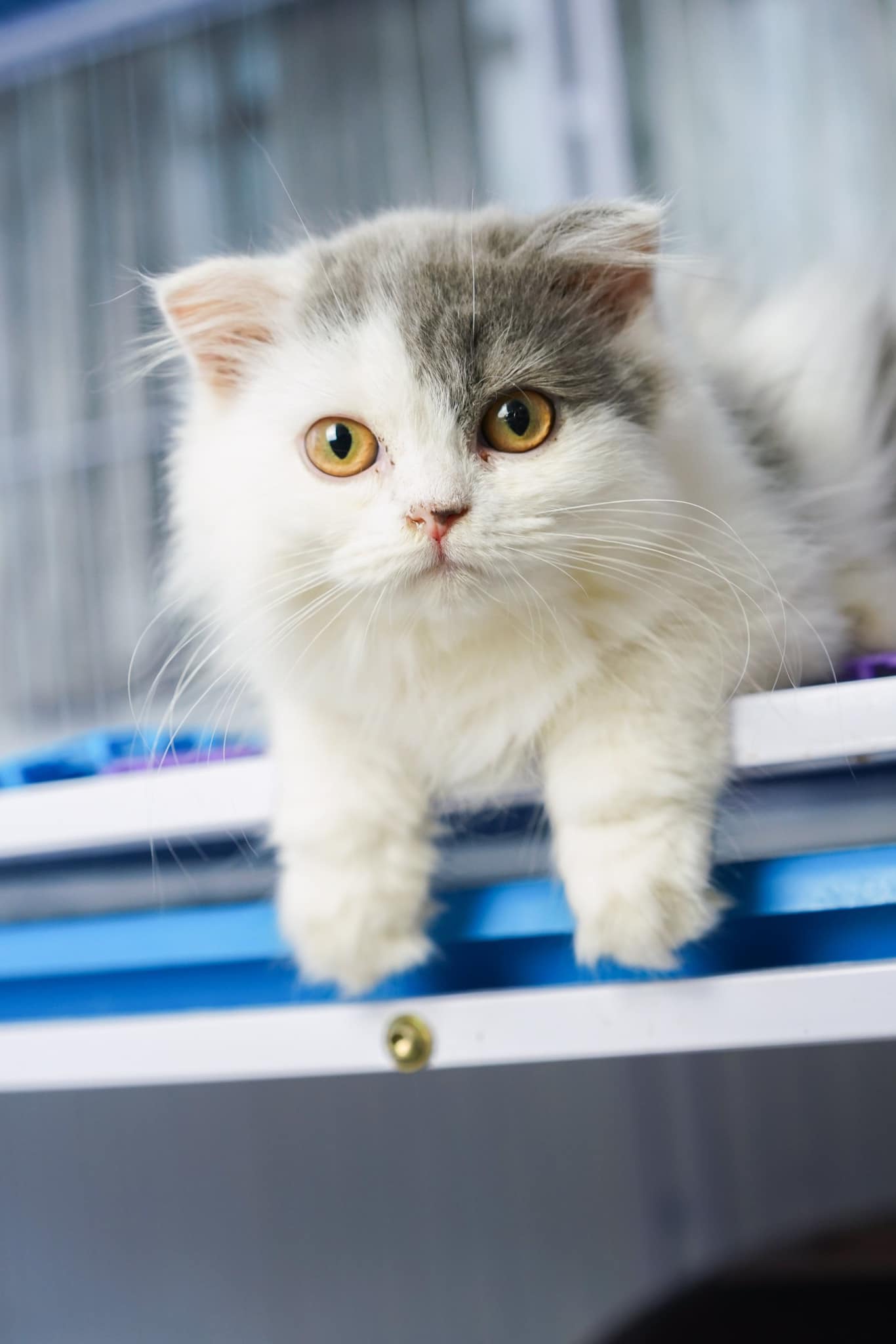 Venus House Cattery - Trại Mèo Sài Gòn, Vũng Tàu | Ho Chi Minh City