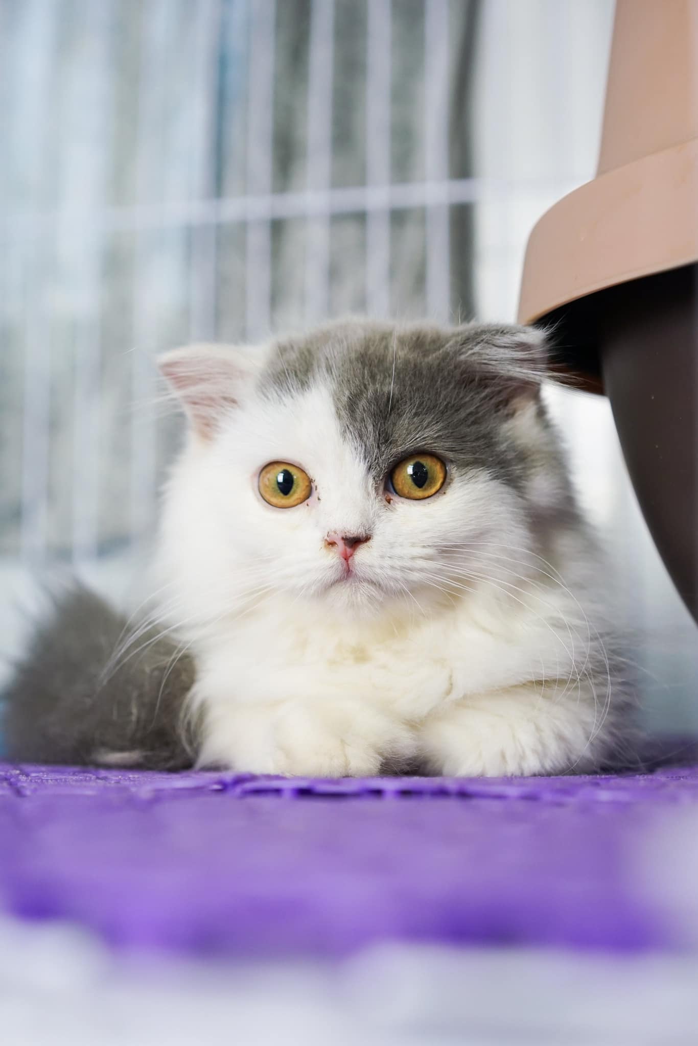 Venus House Cattery - Trại Mèo Sài Gòn, Vũng Tàu | Ho Chi Minh City