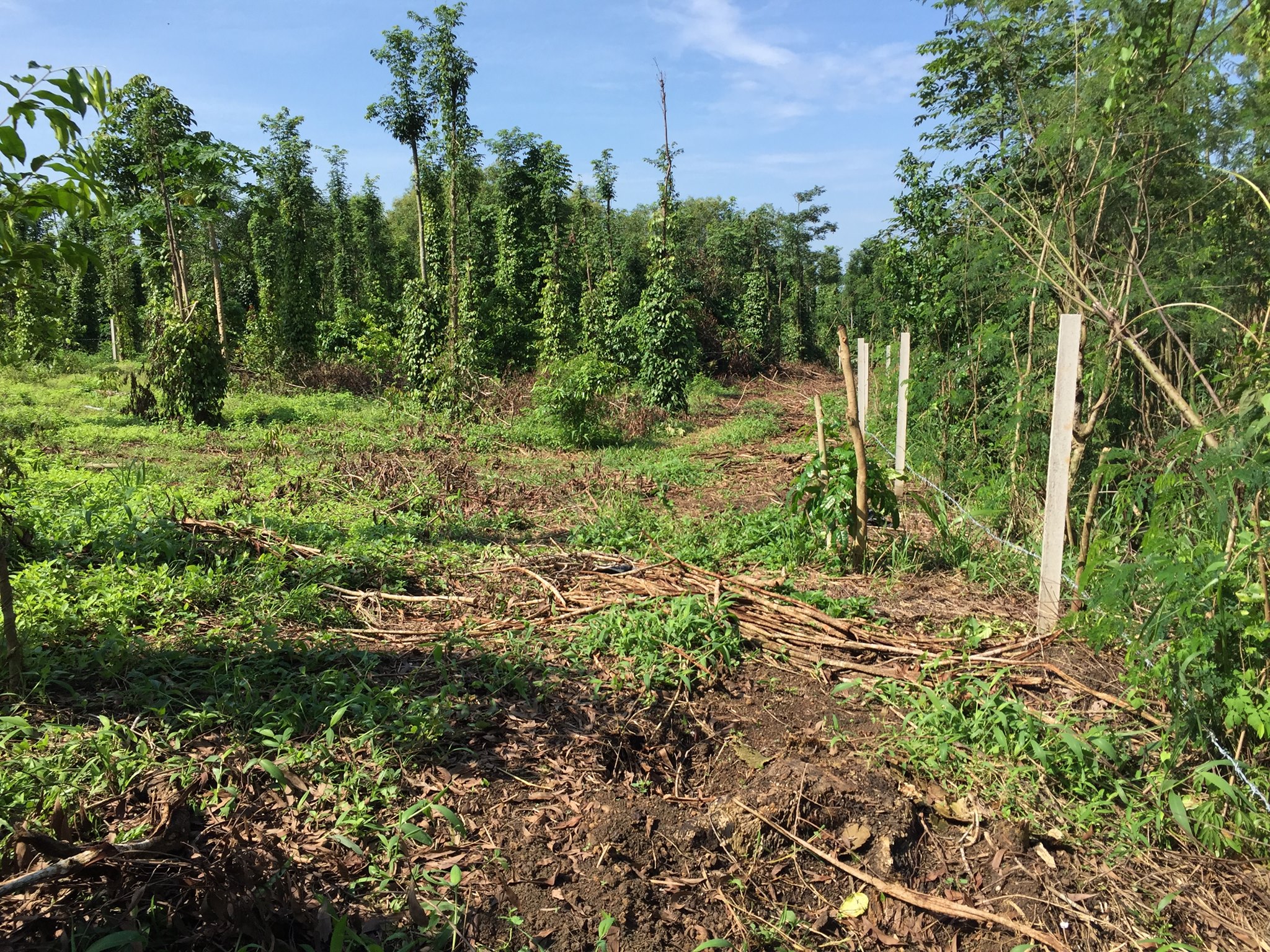 Marvin Farm | Ba Ria