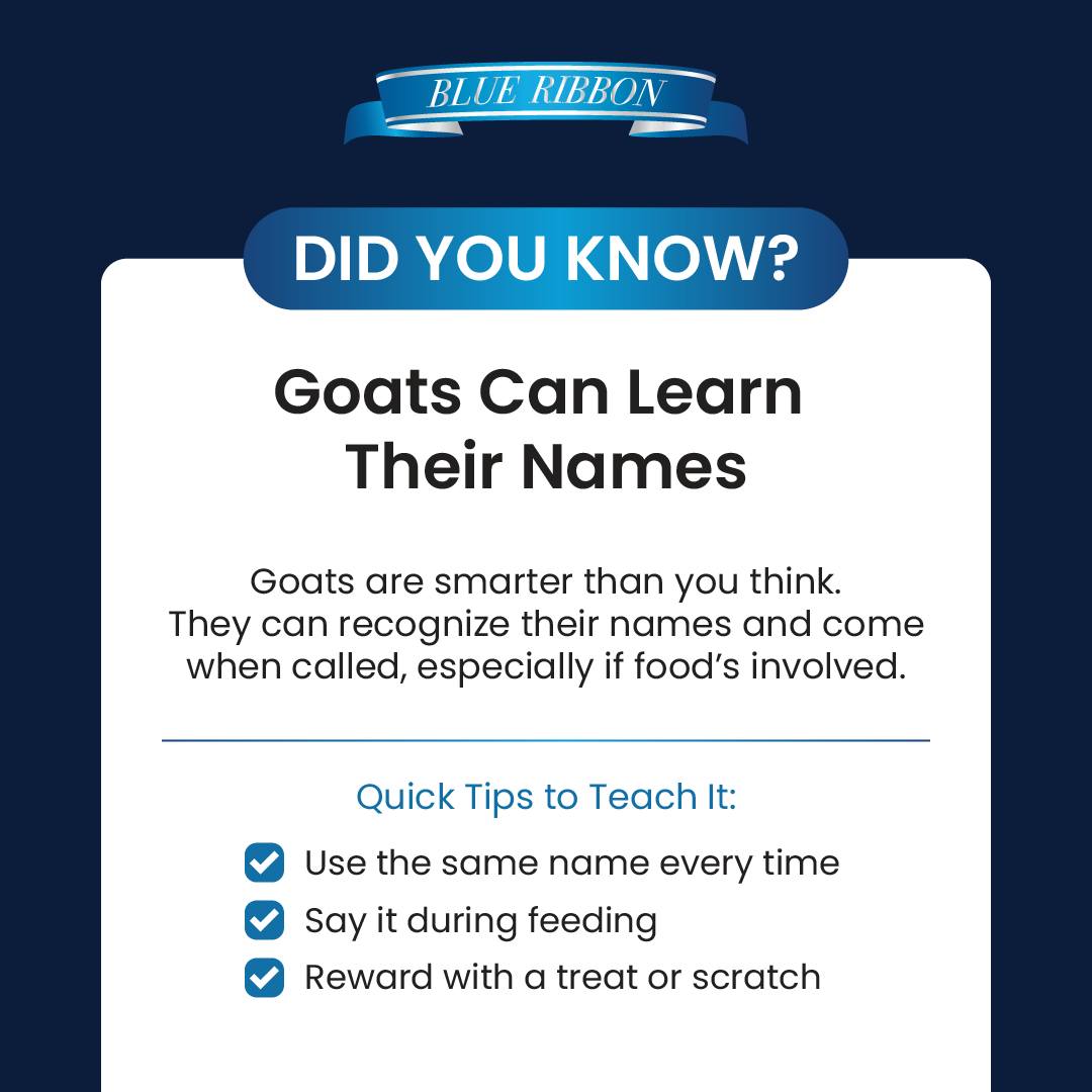 Blue - Yep, goats aren’t just adorable, they’re smart too! With a ...