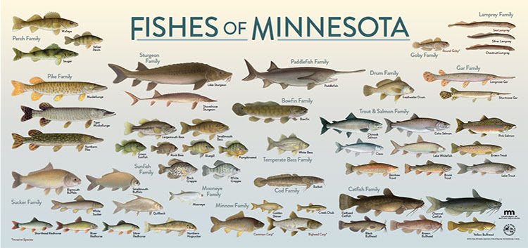 Friends - 🚨 Your voice matters for Minnesota’s native rough fish 🚨 The ...