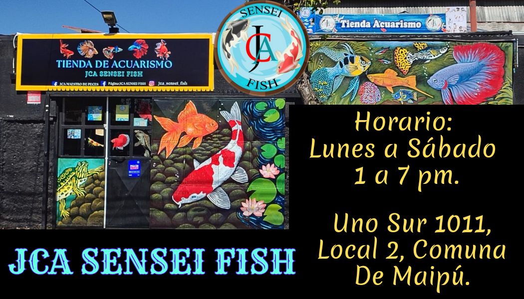 JCA sensei fish | Santiago