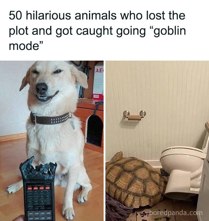 Bored - 50 hilarious animals who lost the plot and got caught going ...