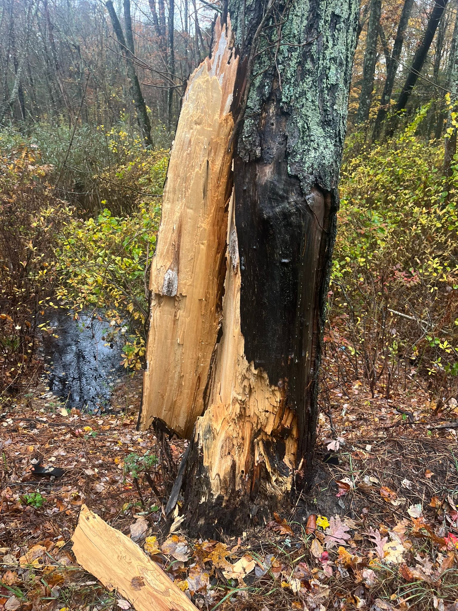 Go Tree Services added a new photo. - Go Tree Services