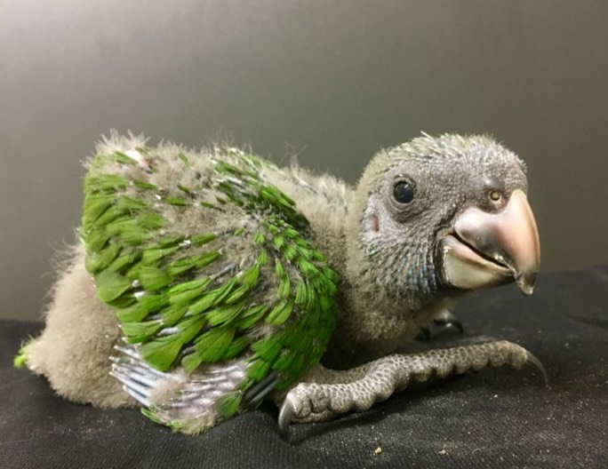 🐣On 10 May 2019, the very first Red-necked Amazon chick hatched