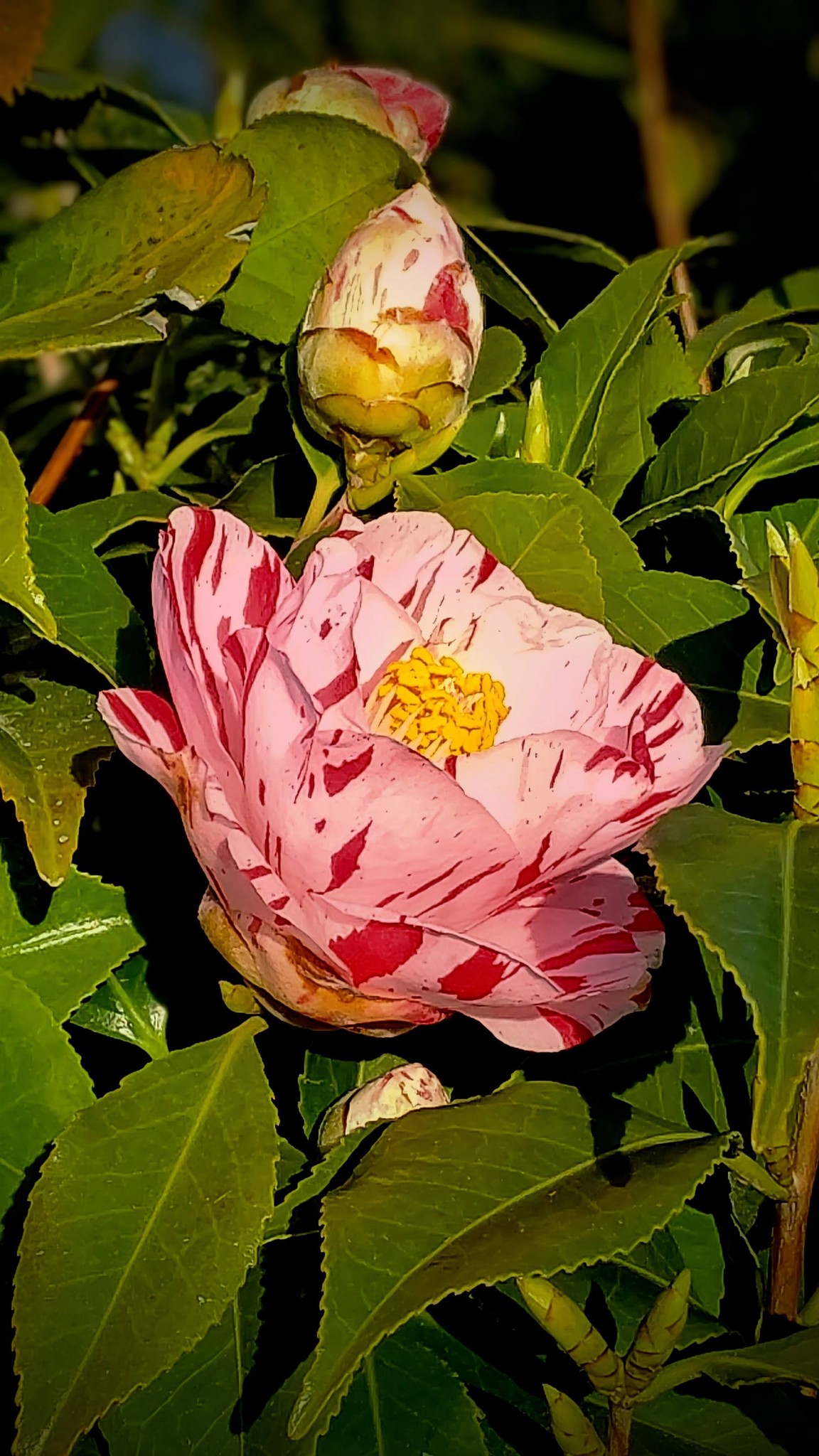 一本の木に白、赤、斑の花が咲く椿です。先祖返り、又は枝変わりと言う
