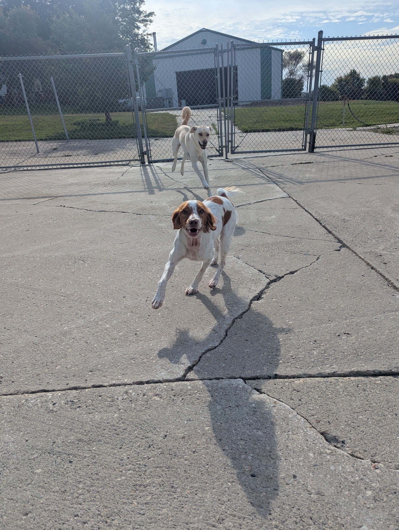 Chelstar's Bed and Biscuit | Fond du Lac WI