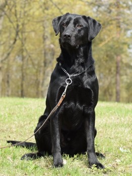 Lambton CJP - K9 Driver, K9 Riley and K9 Chase have joined... | Facebook