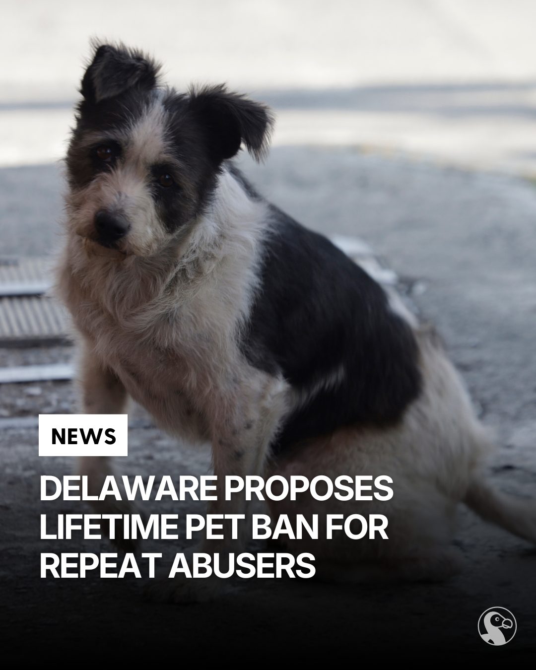 Howling for Rescue Inc. | Ponce