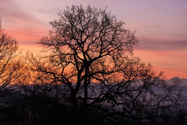 DLB Ranch, Inc | Cottonwood CA