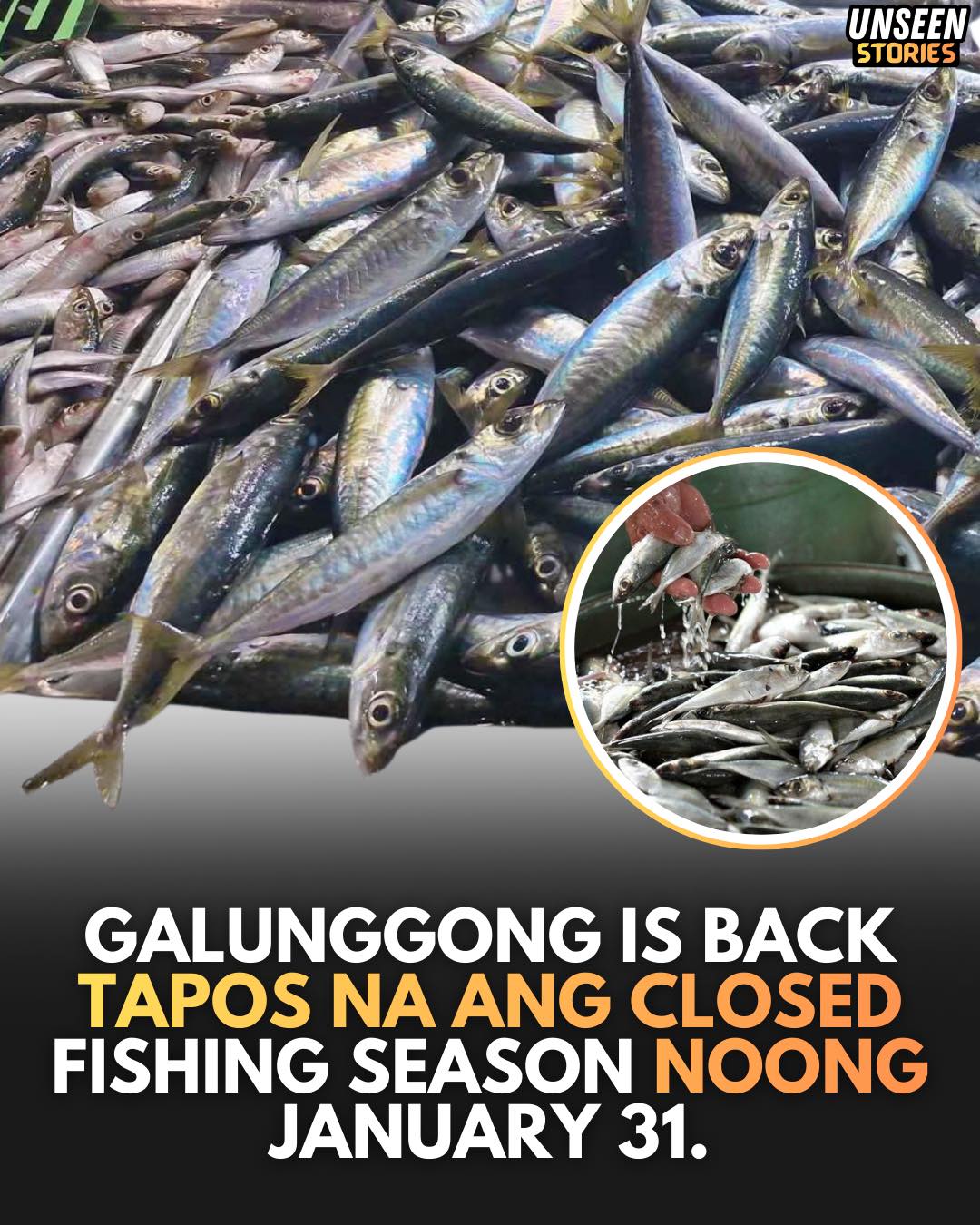 Explore - Pinayagan na muling mangisda ng galunggong ang mga commercial ...