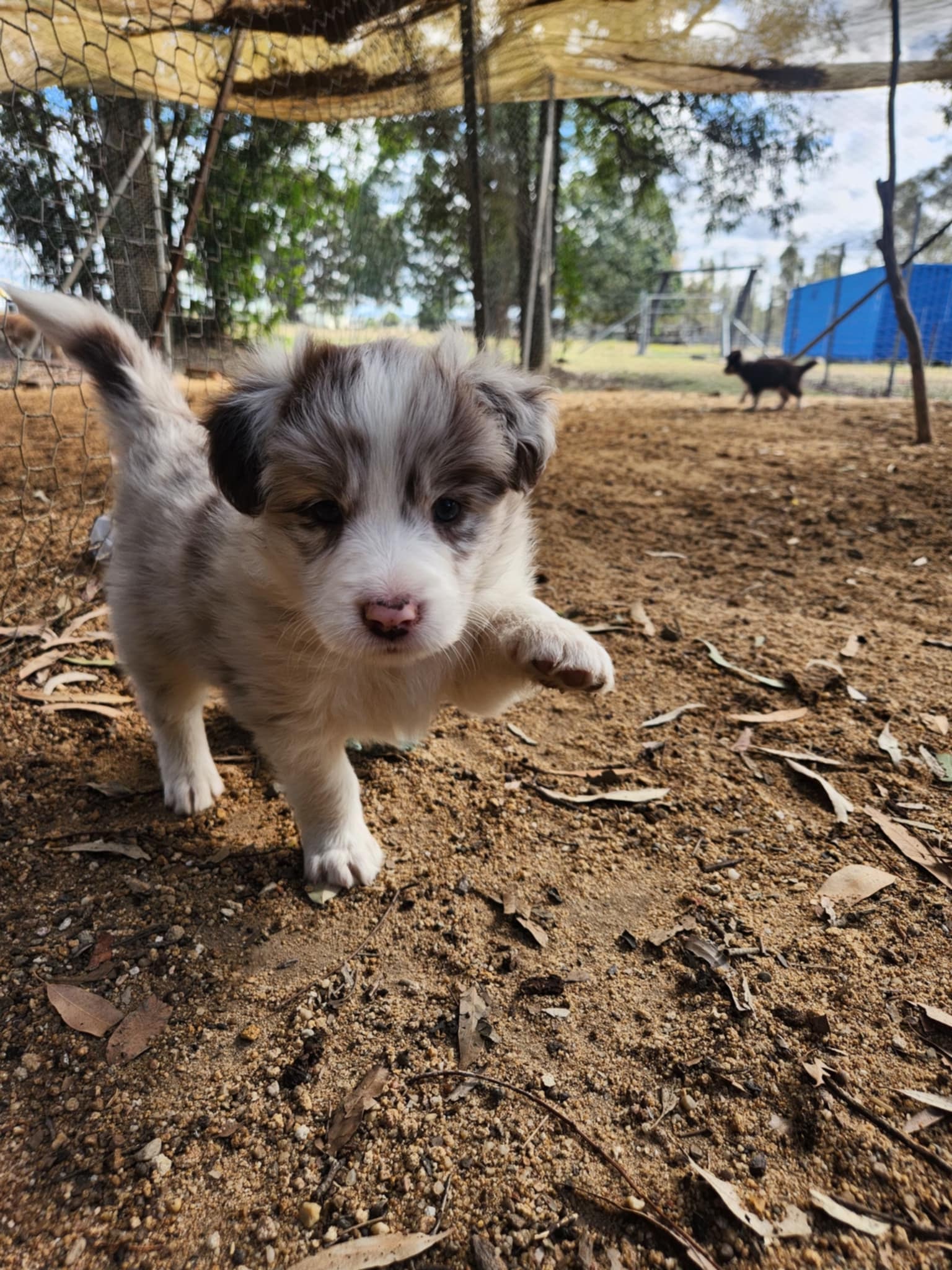 Jebilla Bordercollies added a new... - Jebilla Bordercollies