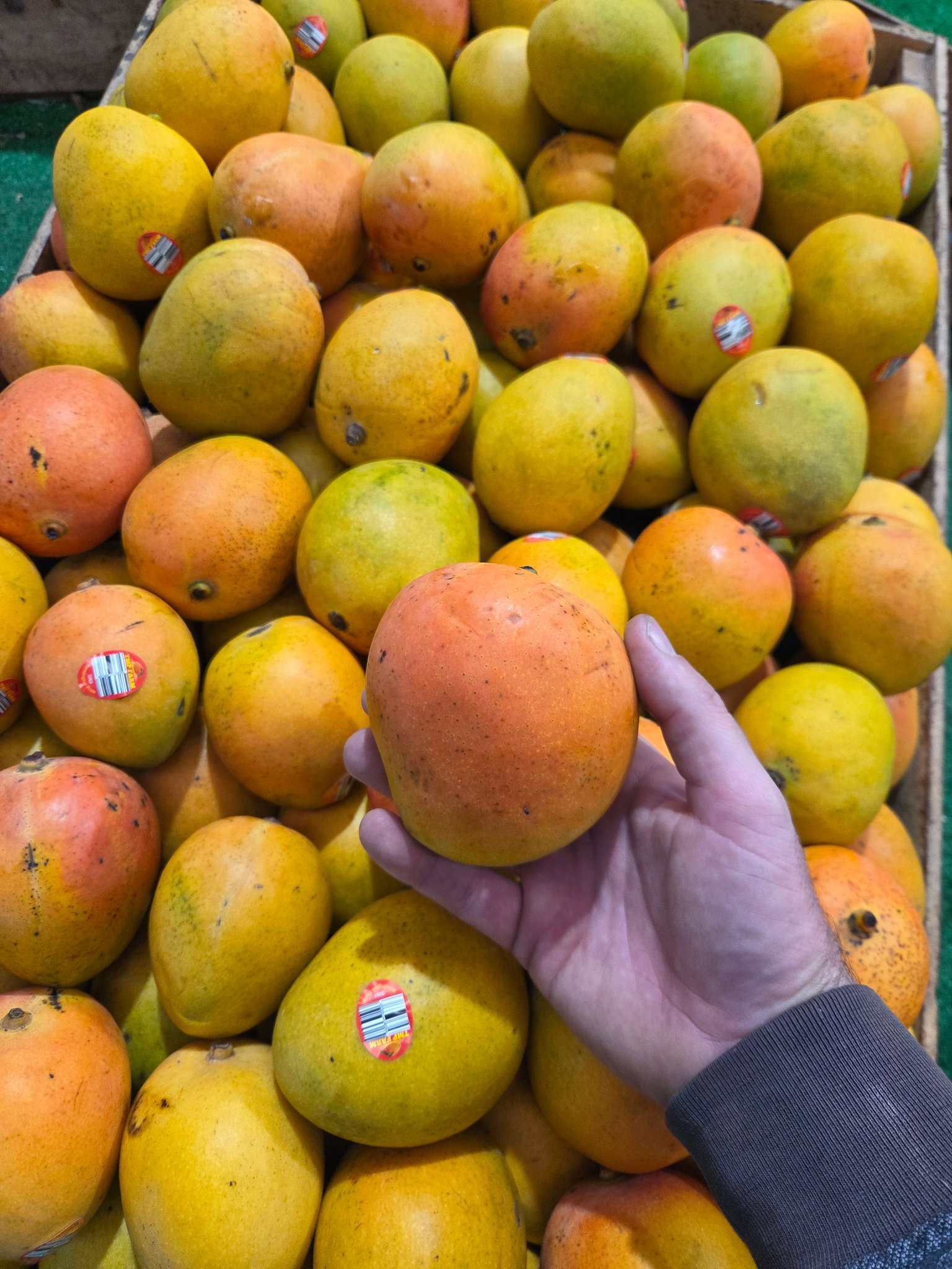 KP Mangos are here! $2.99 each - Fraser Coast Fresh Produce | Facebook