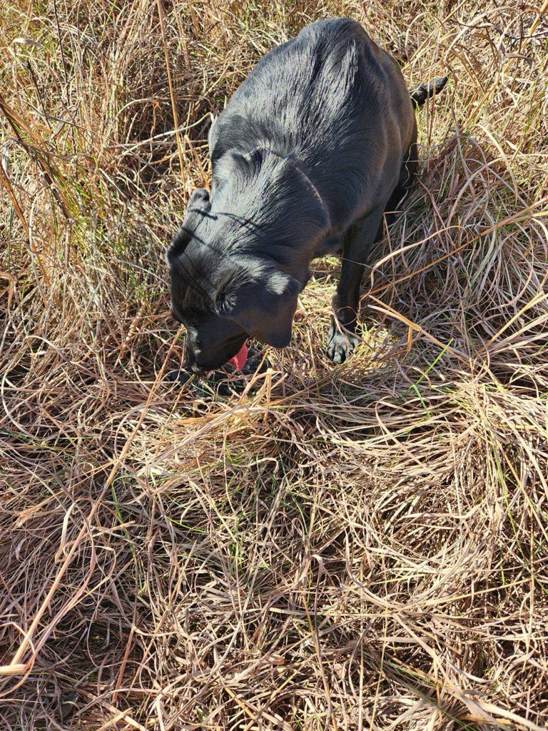 KAKE - GREAT WORK! The Kansas Wildlife & Parks - Game Wardens says K9 ...