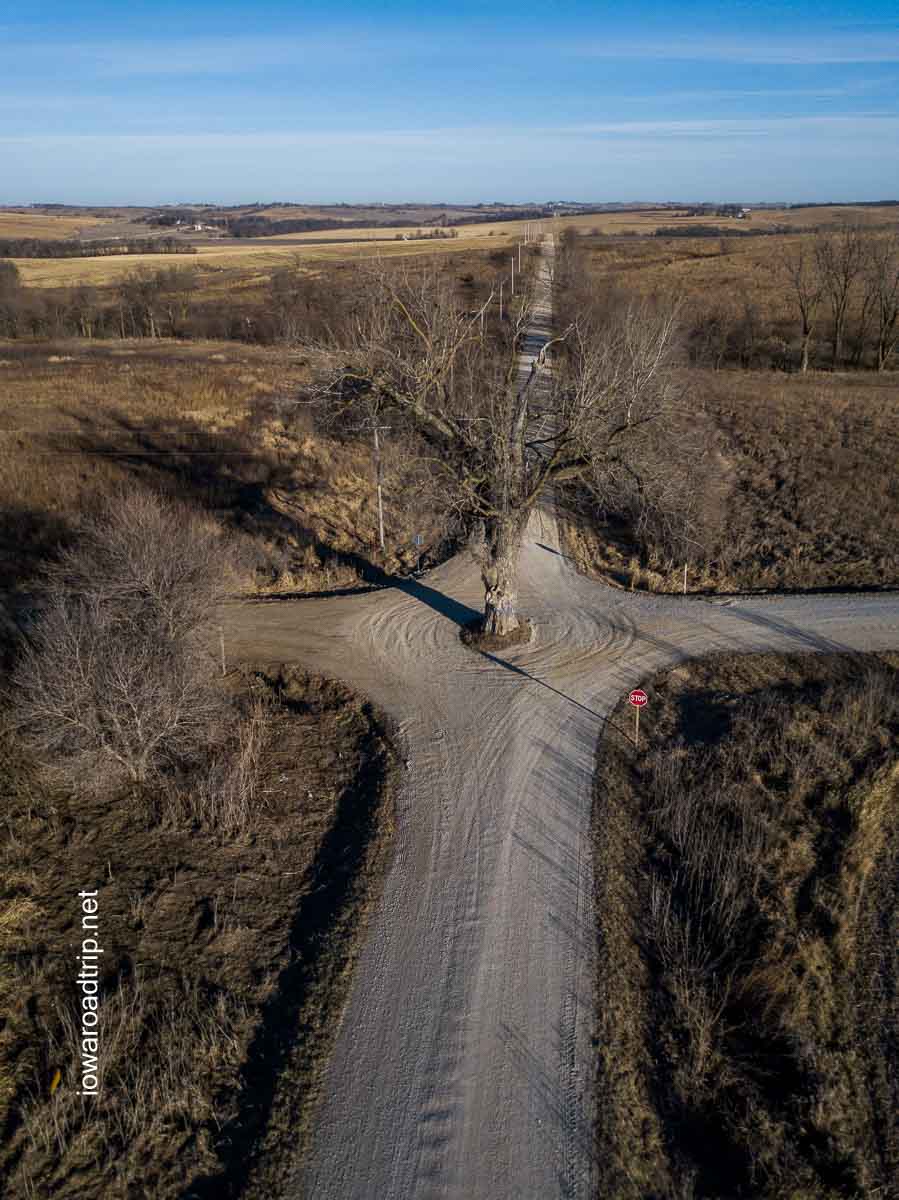 Iowa - Yes — there really is a tree growing right in the middle of the ...