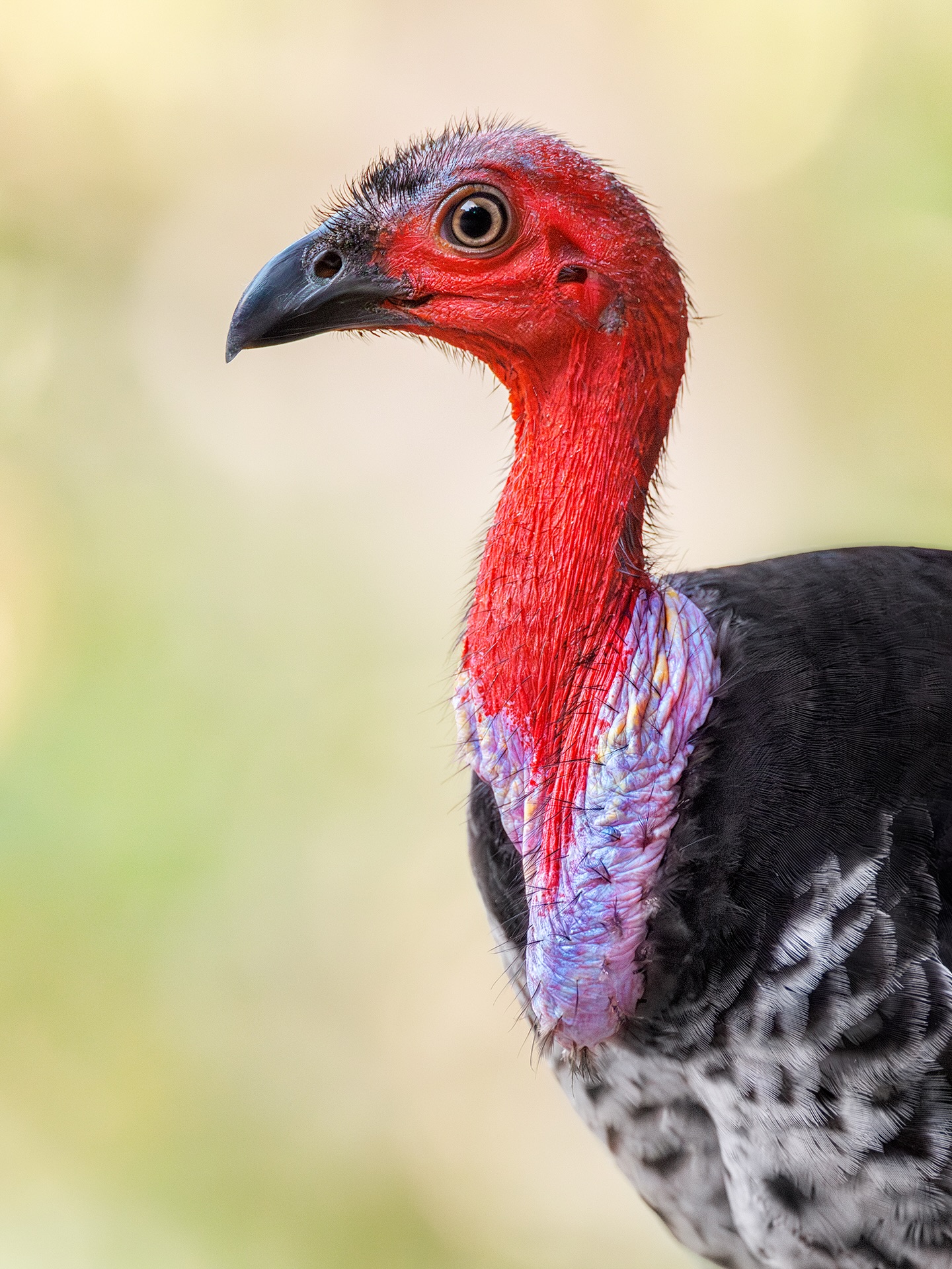 Jan Wegener - Did you know that Brush Turkeys are not just... | Facebook