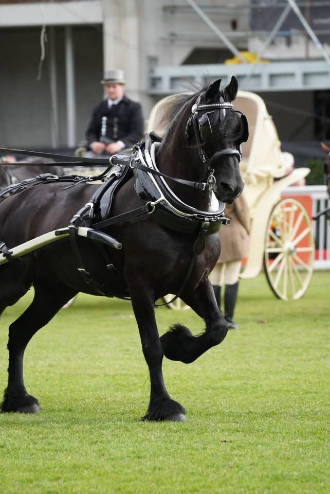 Dublin Horses
