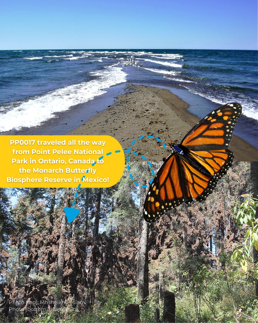 The Pollinator - Point Pelee National Park in Ontario is Canada’s ...