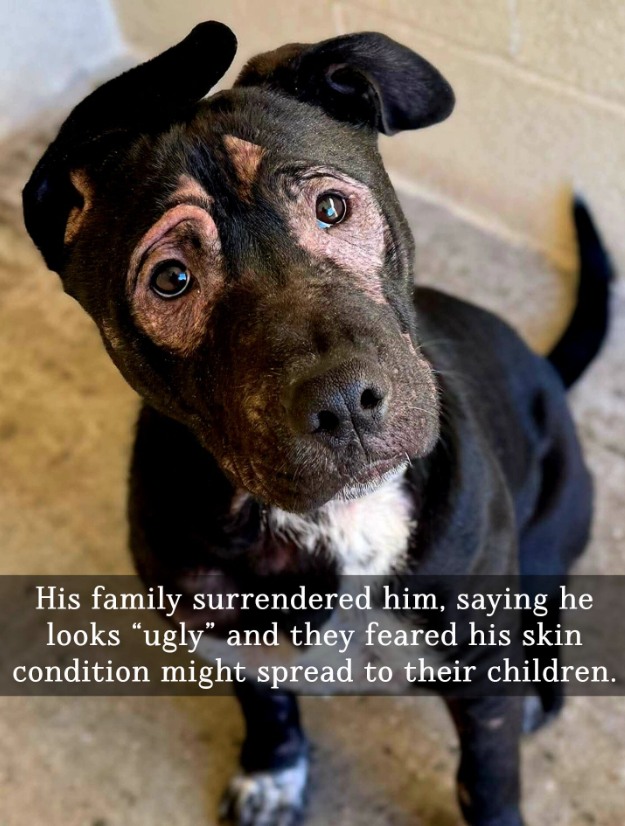 Rottweiler - For years, this gentle dog had trusted his family. But ...