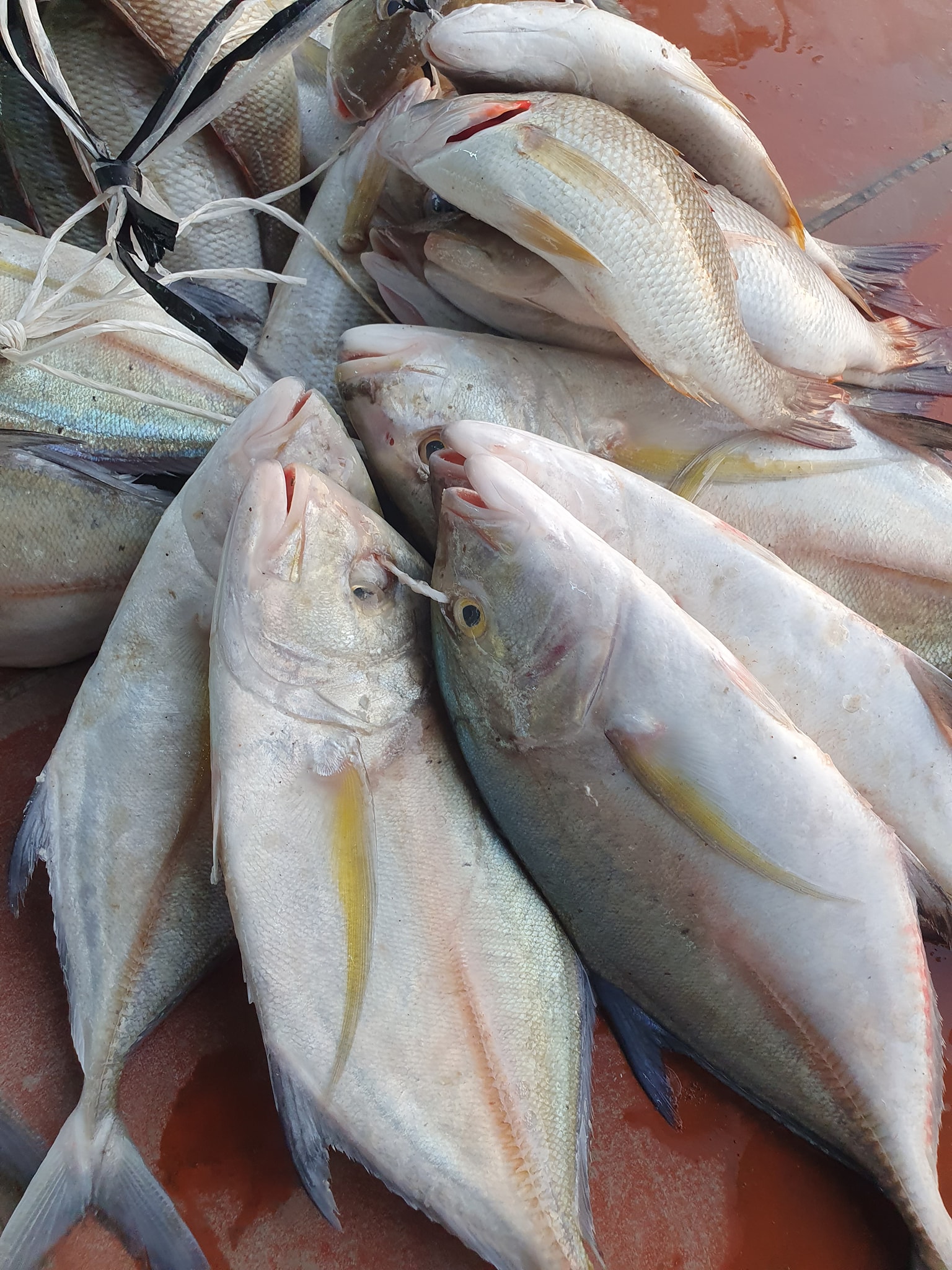 Saudi Fish vlog | Jeddah