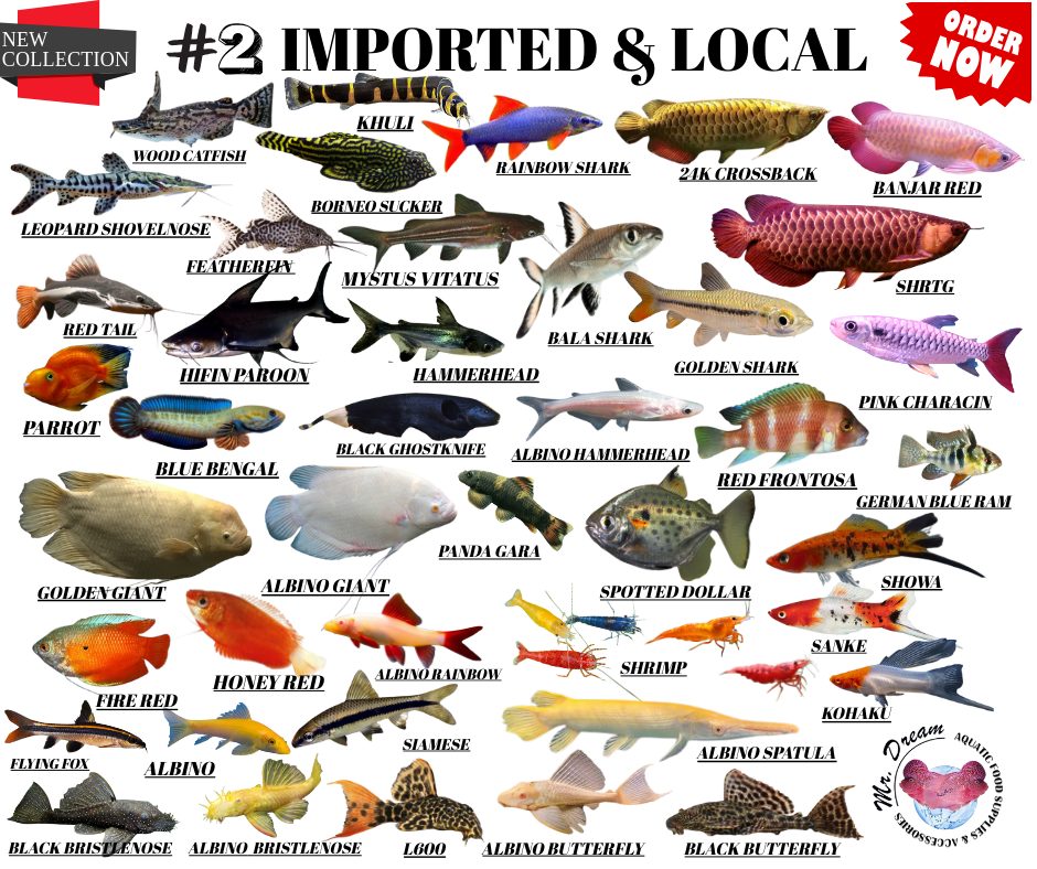 Mr. - NEW ARRIVAL OF IMPORTED & LOCAL FISH PART 2 LIST Pin 📍#20 ...