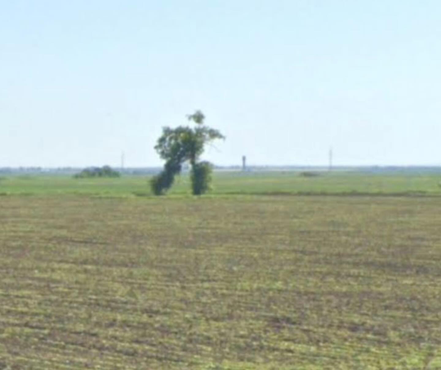 Ancient - The “Running Tree” in Bulgaria is a famous 65-foot-tall ...