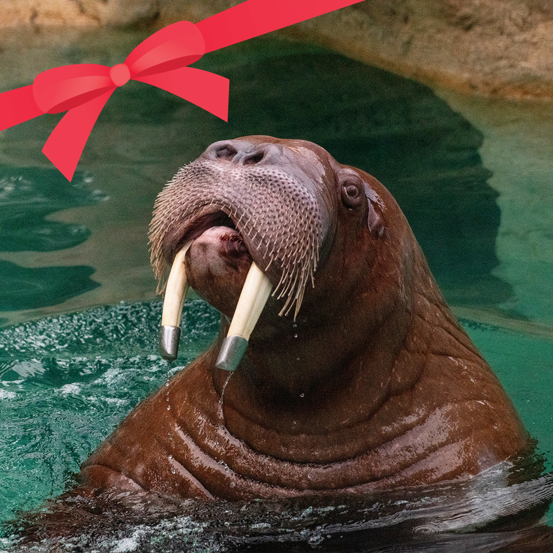 🎉 Seven Days of WILD... - Point Defiance Zoo & Aquarium | Facebook