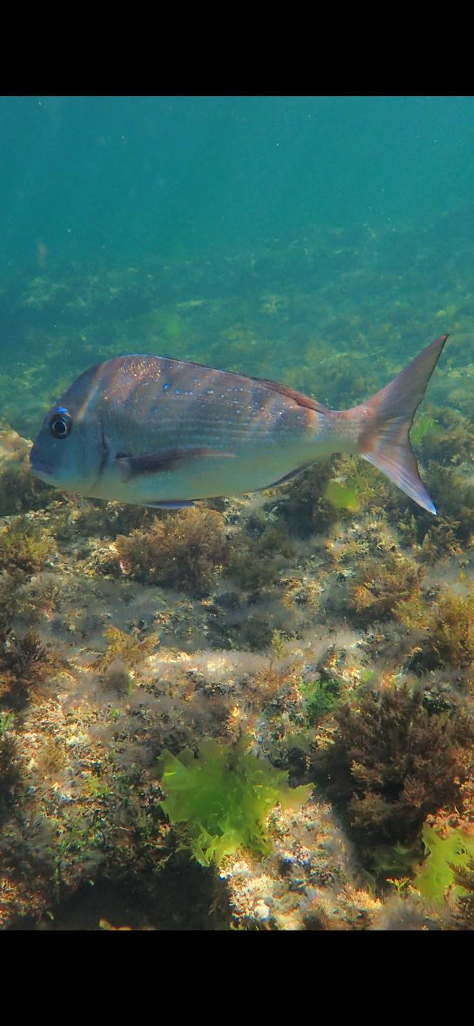 Marine Care Ricketts Point... - Marine Care Ricketts Point