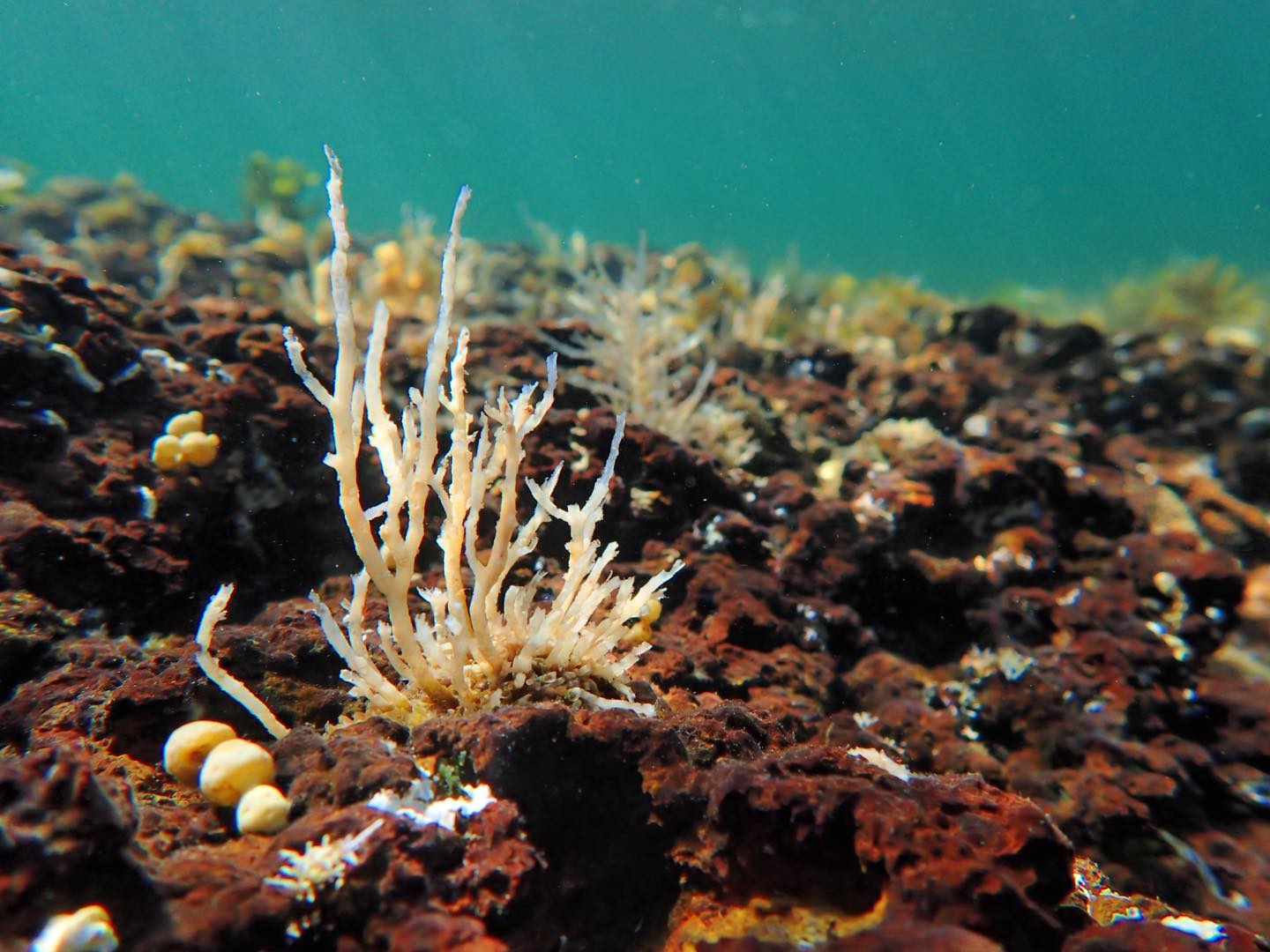 Marine Care Ricketts Point... - Marine Care Ricketts Point