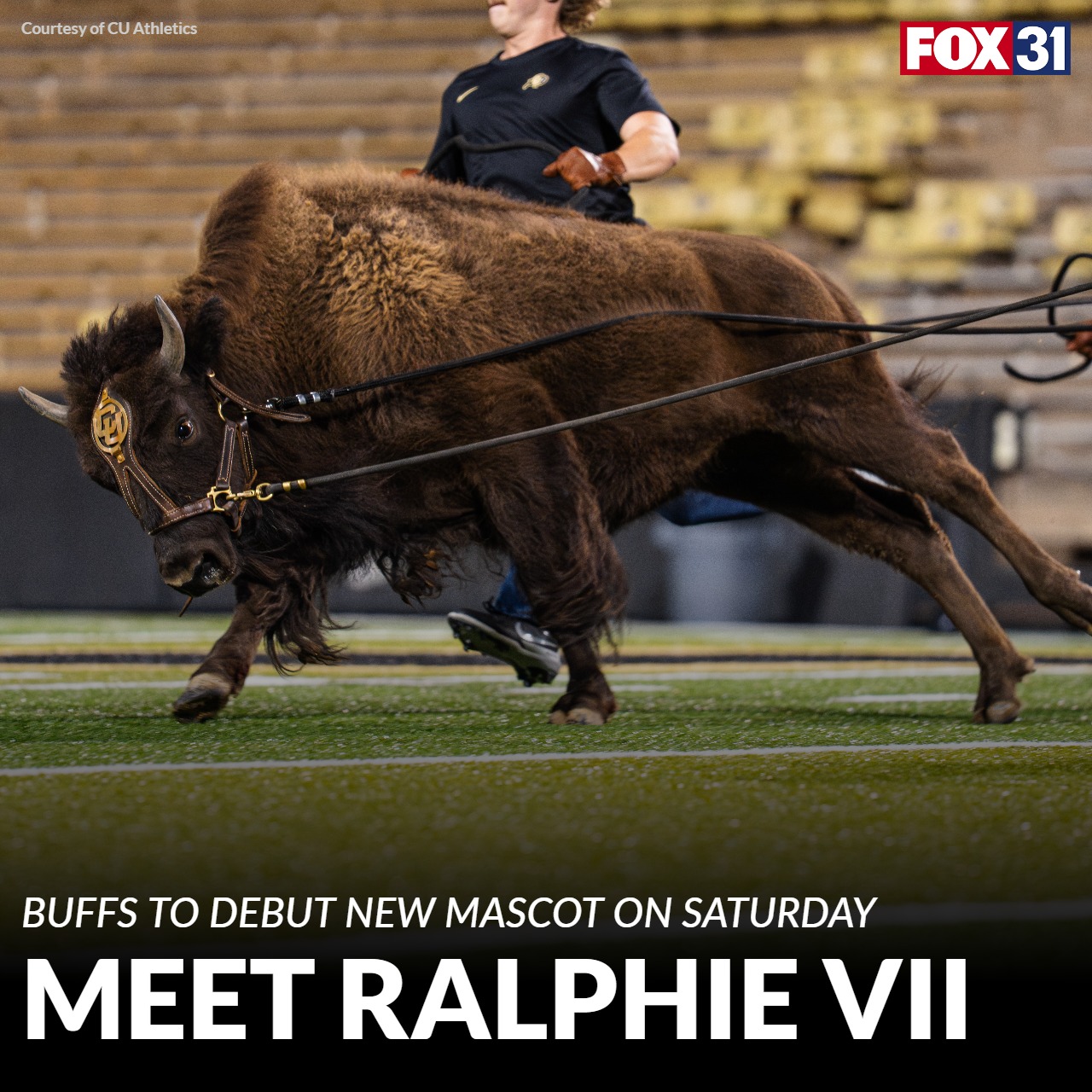 FOX31 - The University of Colorado Buffaloes are back on their home ...