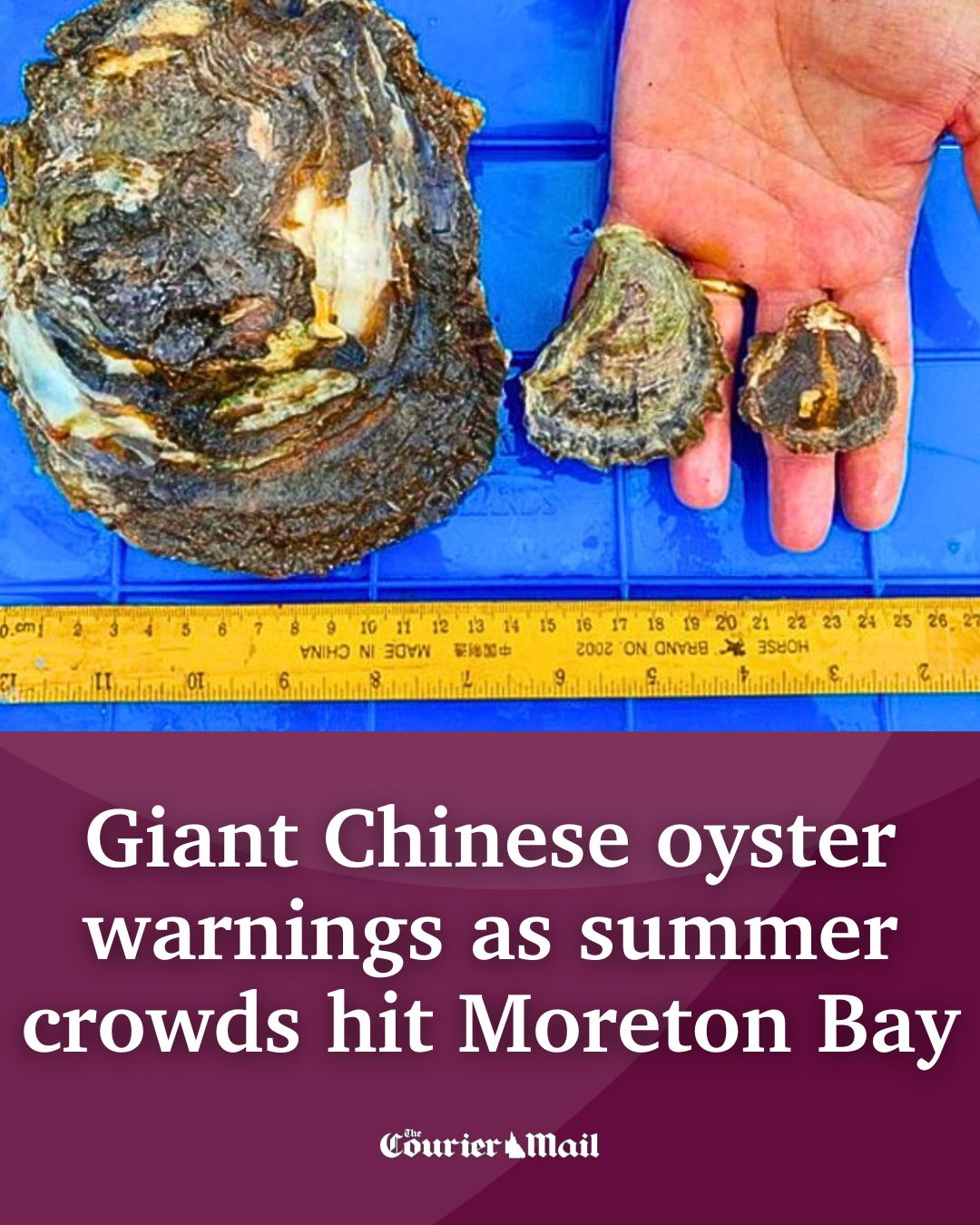 Redcliffe - Biosecurity authorities have rolled out warning billboards ...