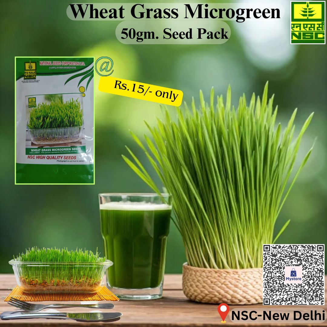 Grow Wheat Grass in your garden & add fresh wheat grass juice in your healthy lifestyle. Order 50gm. seed pack from NSC's online store@ https://mystore.in/en/product/nsc-wheat-grass-microgreen-50-gram-packet in just Rs.15/-. #NationalSeedsCorpLtd 