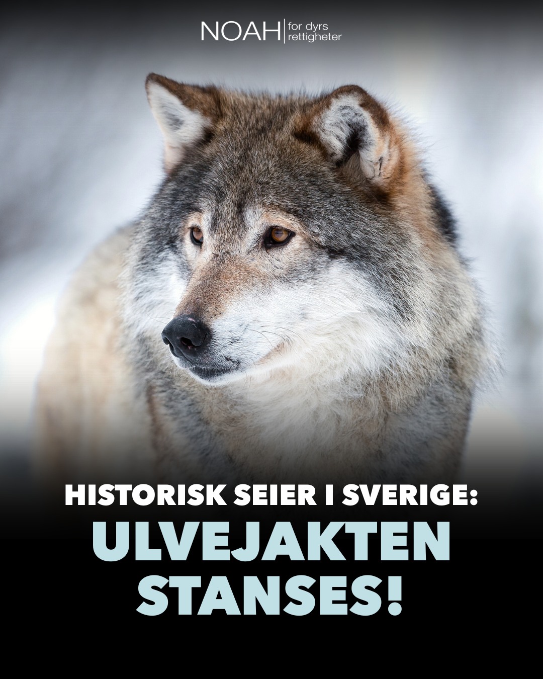 Kampen for ulvene er hard,... - NOAH - for dyrs rettigheter | Facebook