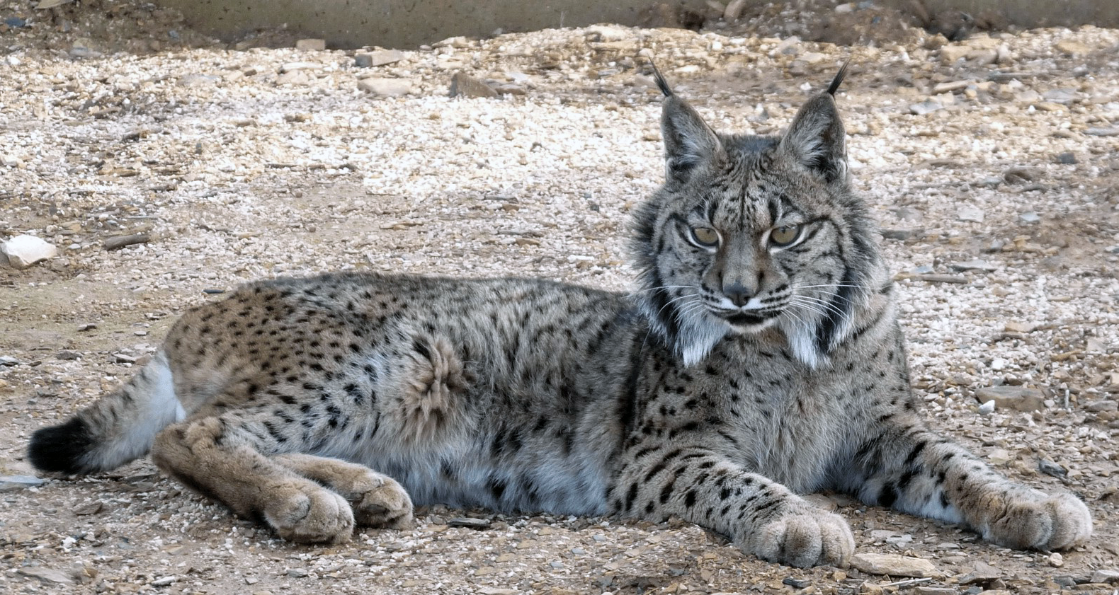 Lince Ibérico (Lynx pardinus) S.O.S.