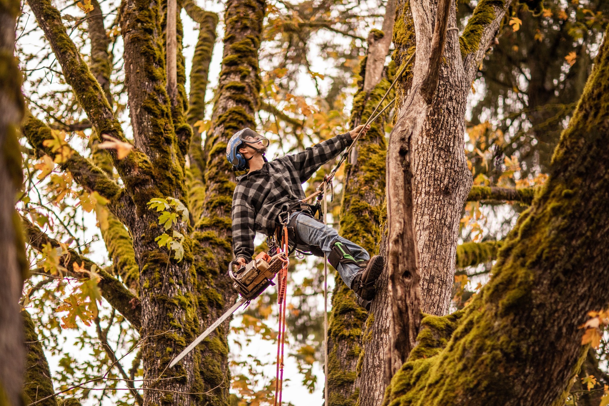KM Tree Co LLC | Monroe WA