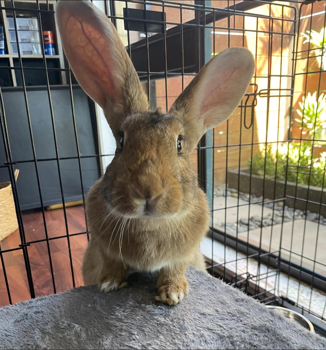 Happy Hoppers Rabbitry, Horsham | Horsham VIC