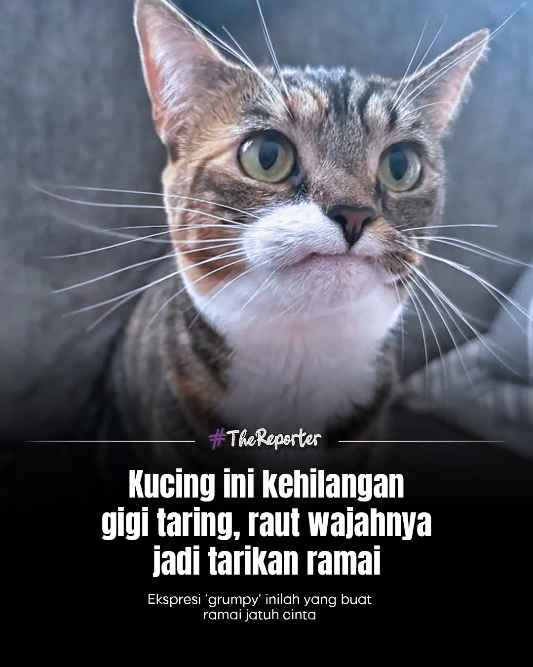 The Reporter - Precious, seekor kucing yang mencuri perhatian ramai ...