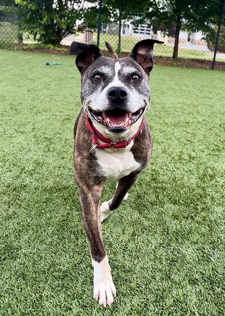 ️ ️ We may be closed for... - Iredell County Animal Services | Facebook