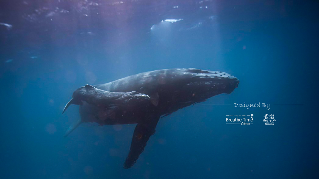 Whale Explorer Okinawa 沖繩與鯨共游 | Ginowan-shi Okinawa